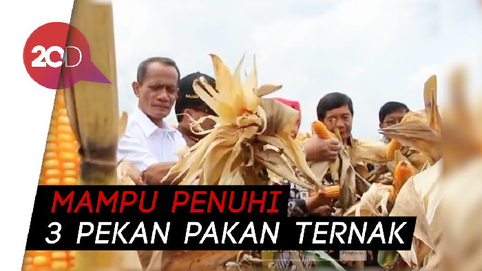 Panen Raya Jagung di Jawa Tengah, Tolong Setop Keran Impor!