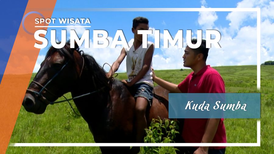 Kuda Sumba, Kuda Pacu Asli Indonesia, Sumba Timur