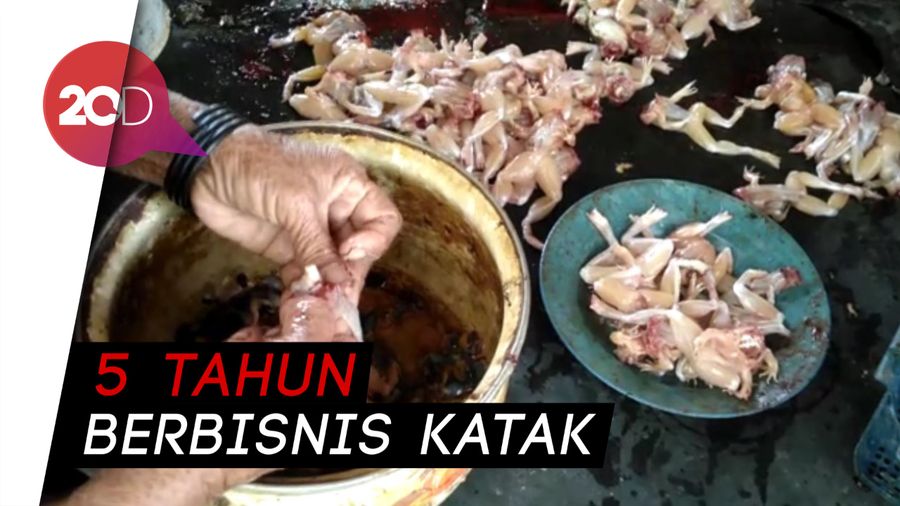 Profesi Unik, Menyulap Katak Jadi Sumber Rejeki