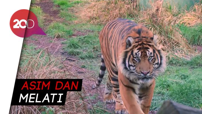 Harimau Sumatra Jalani Program Perjodohan di London