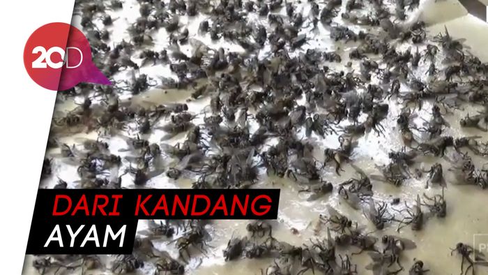 Lalat Serang Permukiman Warga Magetan