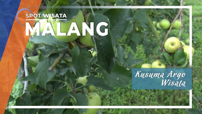 Menikmati Berbagai Keseruan Di Kusuma Agro Wisata, Malang