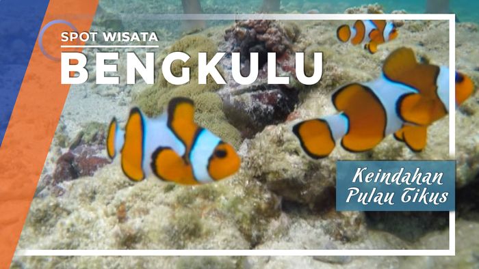 Keindahan Bawah Laut Pulau Tikus, Bengkulu