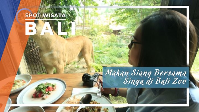 Menikmati Makan Siang Bersama Singa Di Bali Zoo, Bali