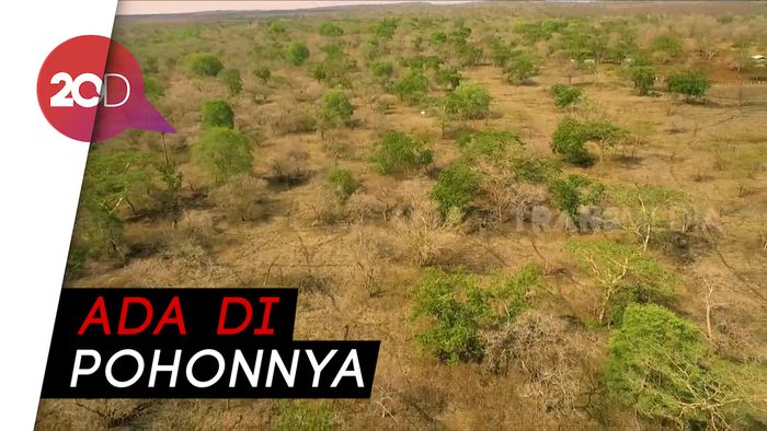 Hayo, Apa Bedanya Savana dengan Sabana?