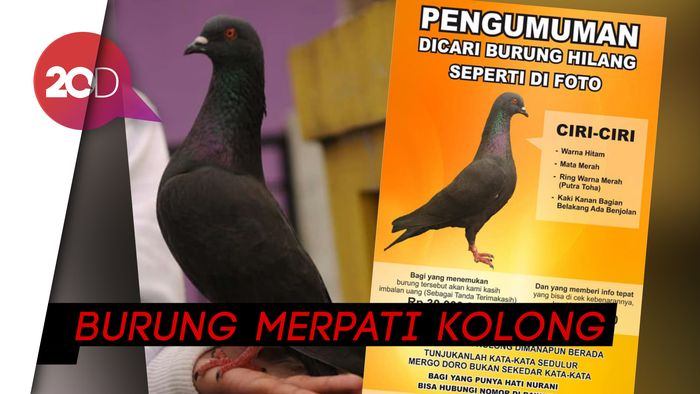 Imbalan Rp 30 Juta Bagi yang Menemukan Burung Warga Dieng