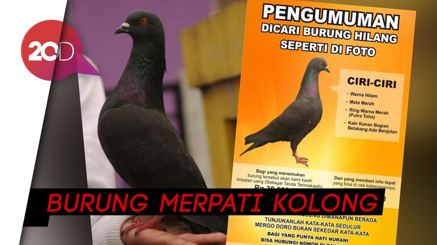 Imbalan Rp 30 Juta Bagi yang Menemukan Burung Warga Dieng
