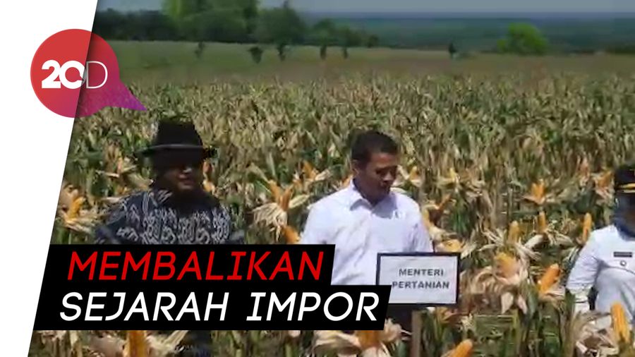 Mentan Targetkan 500 Ribu Ton Jagung Diekspor Tahun 2019