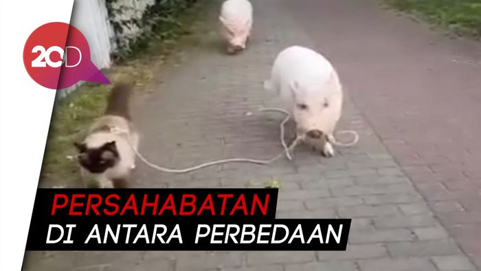 Akrabnya Babi dan Kucing Jalan-jalan Sore