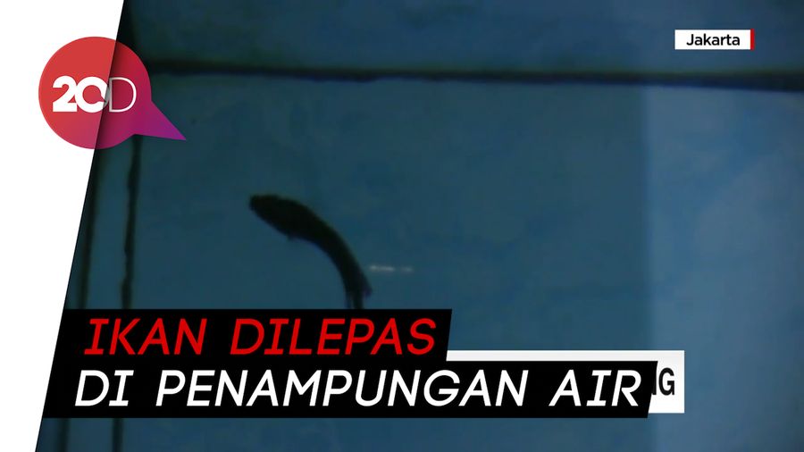 Menarik! Berantas Jentik Nyamuk dengan Ikan Cupang