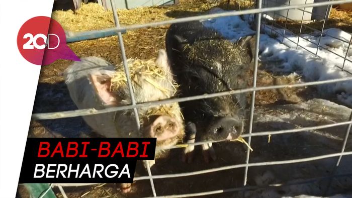 Karena Babi Kini Tak Sebatas Hewan Ternak Biasa