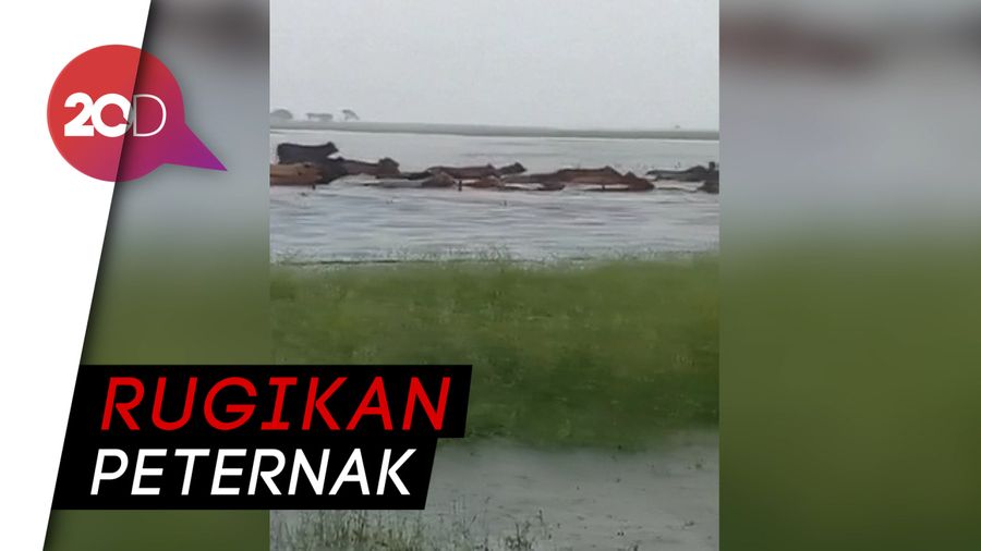 Banjir Dahsyat di Australia Tewaskan Ratusan Ribu Sapi