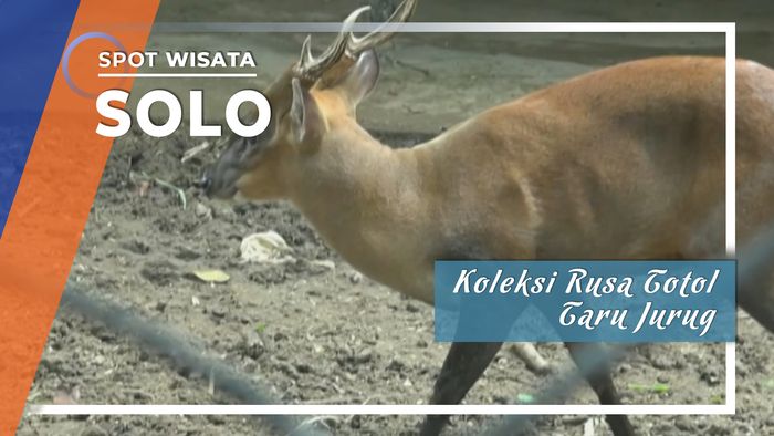 Koleksi Rusa Totol Taman Wisata Taru Jurug Solo