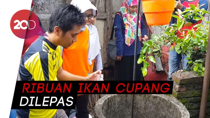 Pakai Ikan Cupang, Cara Warga Pacitan Basmi Jentik Nyamuk