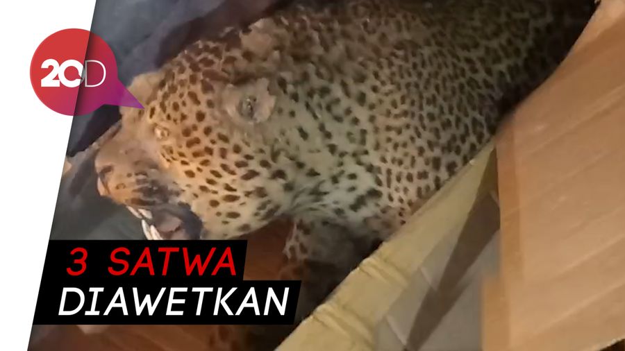 Penyelundupan Macan Tutul dan Cendrawasih Terungkap!