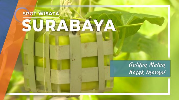 Golden Melon Kotak Inovasi Meningkatkan Harga Pasar, Surabaya