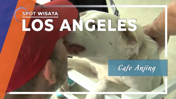Bermain dengan Anjing di Kafe Anjing, Los Angeles 