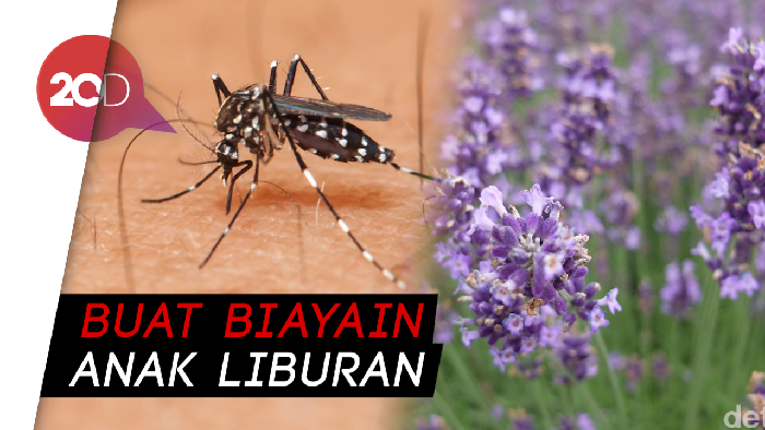 Yuk, Tanam Bunga Lavender untuk Cegah DBD!