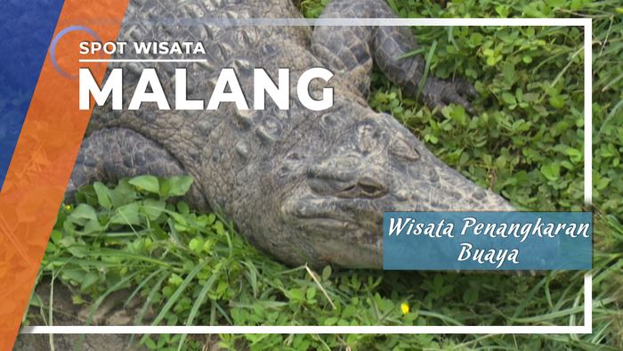 Wisata Penangkaran Buaya Muara