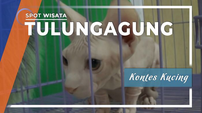 Kontes Kucing Tulungagung