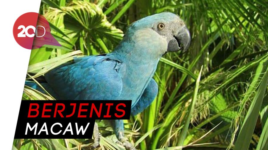 Penyelundupan Burung Hampir Punah Terungkap di Chili