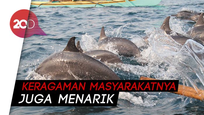 So Refreshing! Lihat The Dancing Dolphin di Teluk Kiluan