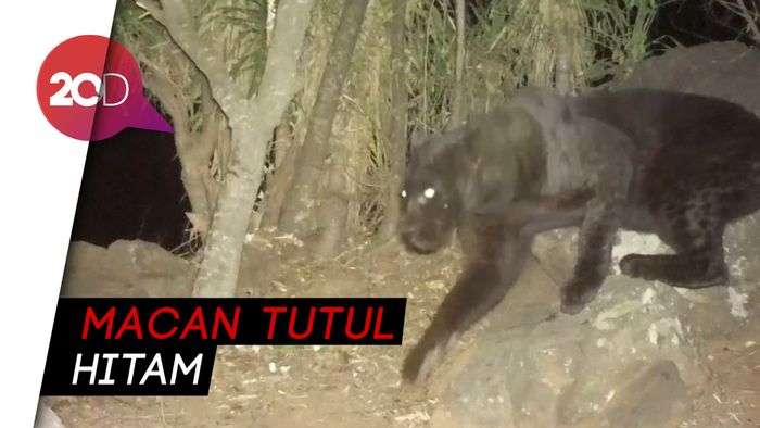 Langka! Black Panther Tertangkap Kamera di Kenya