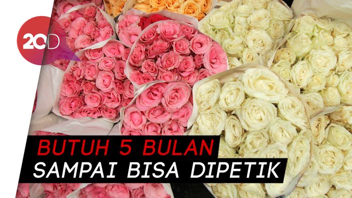 Mumpung Valentine, Intip Mawar Terbaik di Bandung Yuk!