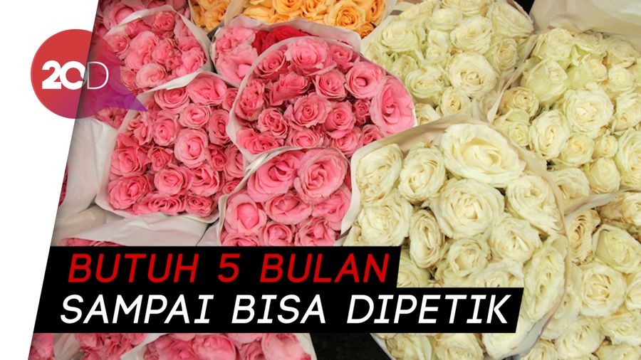 Mumpung Valentine, Intip Mawar Terbaik di Bandung Yuk!