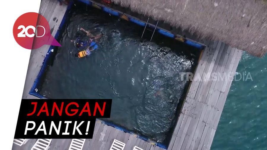 Tips yang Perlu Diperhatikan Ketika Berenang Bareng Hiu