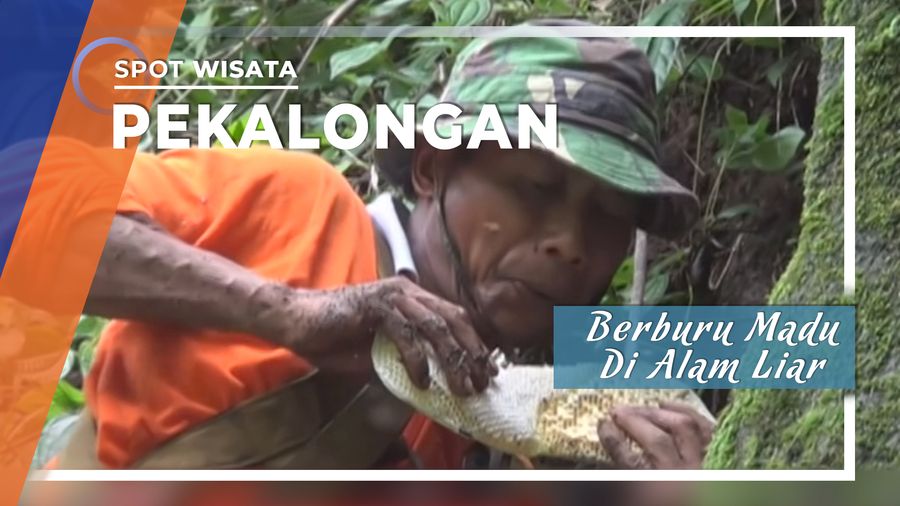 Berburu Madu di Alam Liar, Pekalongan
