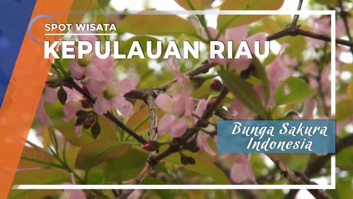 Mungkinkan Anda Melihat Bunga Sakura di Bintan Indonesia ?