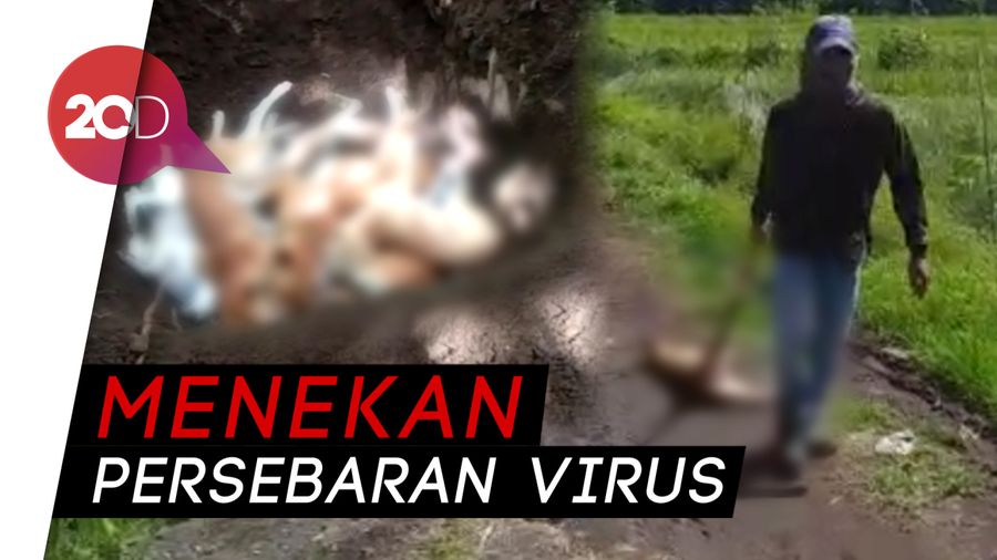 Bantai Ribuan Anjing, Warga Dompu Melawan Rabies