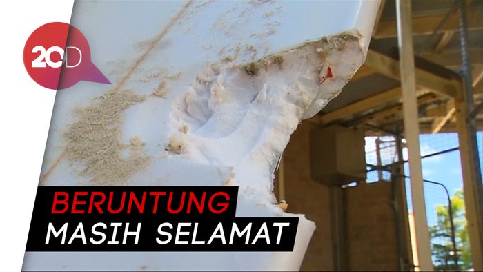 Diserang Hiu, Peselancar di Australia Kehilangan Kaki