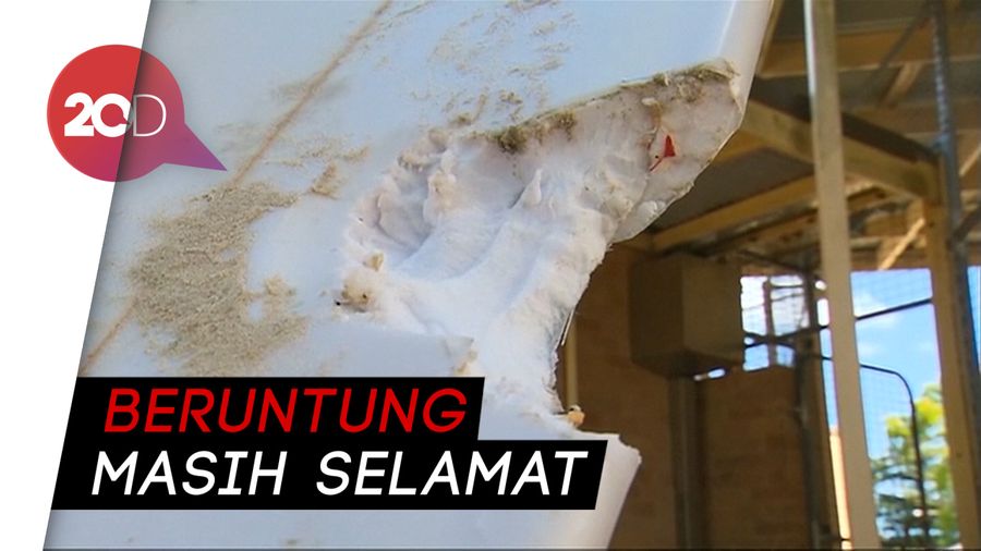 Diserang Hiu, Peselancar di Australia Kehilangan Kaki