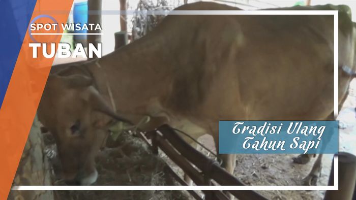 Unik, Tradisi Ulang Tahun Sapi Di Tuban, Jawa Timur