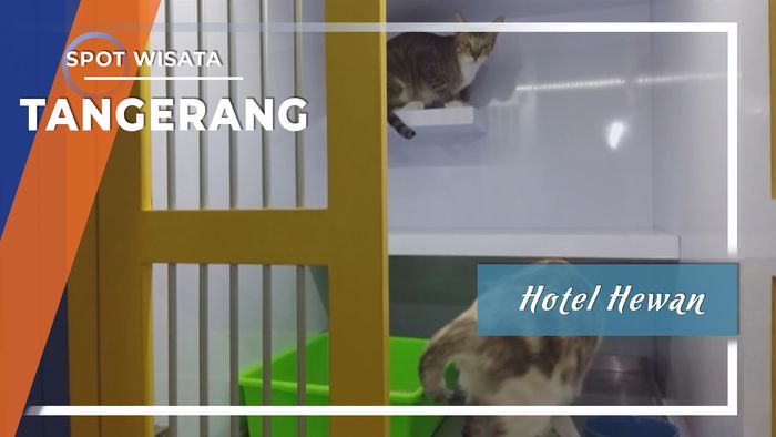 Memanjakan Hewan Peliharaan Di Hotel Hewan, Tangerang, 