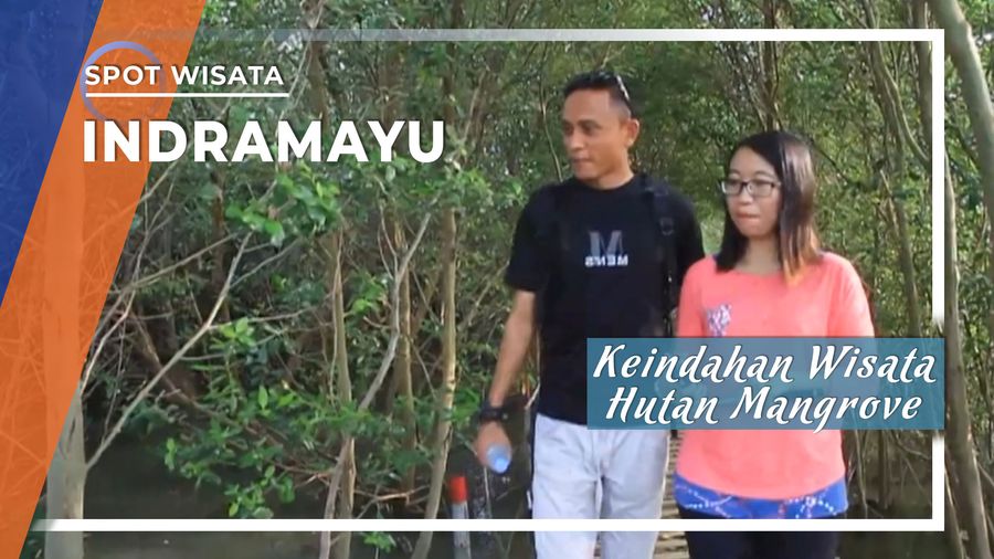 Keindahan Wisata Hutan Mangrove, Indramayu