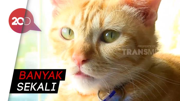 Ah Gemas! Nongkrong di Kafe Ditemani Kucing-kucing