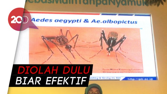 Tanaman Alami Ini Bisa Mencegah Gigitan Nyamuk Lho!