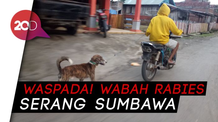 Waspada! Wabah Rabies Serang Kabupaten Sumbawa