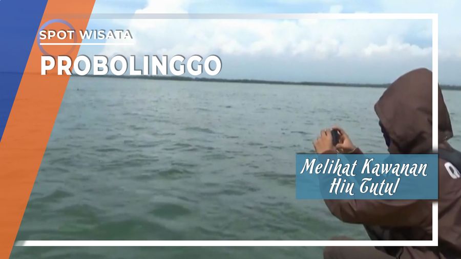 Melihat Kawanan Hiu Tutul di Pantai Bentar Probolinggo