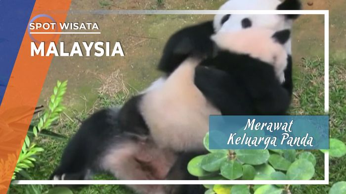 Merawat Keluarga Panda di Kebun Binatang Nasional Malaysia
