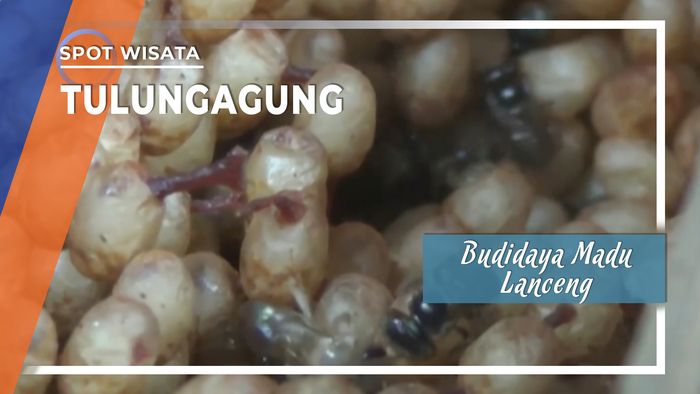 Budidaya Madu Lanceng Tulungagung