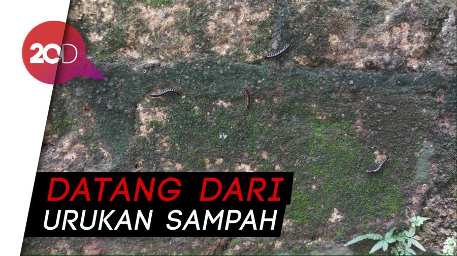 Gerombolan Ulat Gonggok Serang Rumah Warga Ragunan