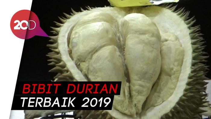 Ini Dia Gajah Mada, Durian Terbaik dari Purworejo