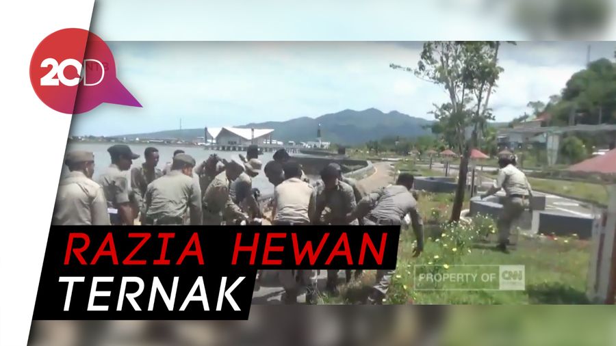 Kocak! Saat Satpol PP Kejar-kejaran Dengan Hewan Ternak
