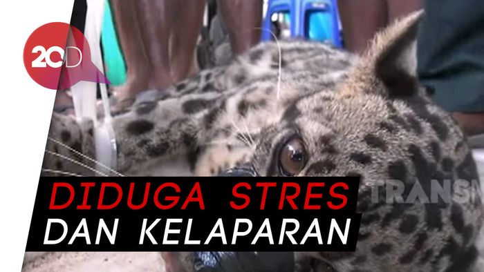 Mangsa Kucing, Macan Dahan Ditangkap Warga Palangkaraya