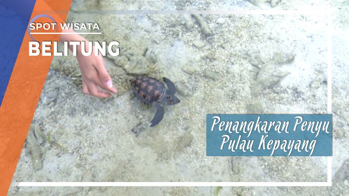 Mengunjungi Penangkaran Penyu Di Pulau Kepayang, Belitung