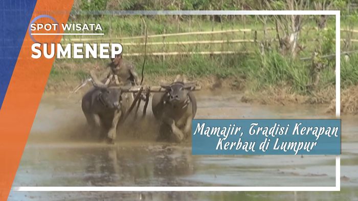 Mamajir, Tradisi Kerapan Kerbau Di Lumpur Sumenep, Madura Jawa Timur